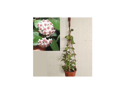 Hoya nummularoides (závěs)