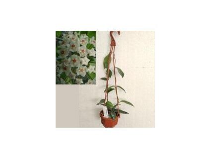 Hoya dasyantha (závěs, 9cm)