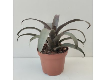 Vriesea saundersii (střední)