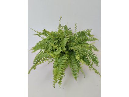 Nephrolepis exalata 'Bostoniensis'