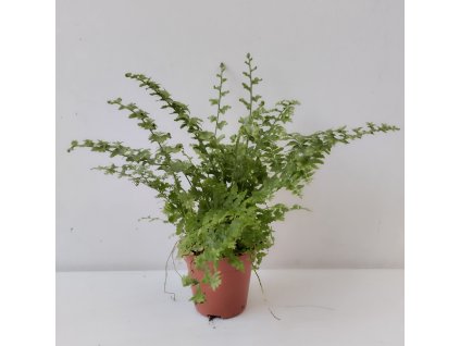 Nephrolepis exaltata 'Lyon Forever' (mini)