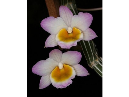 Dendrobium crepidatum