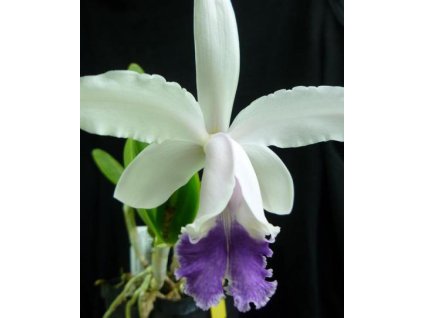 Cattleya intermedia var. coerulea