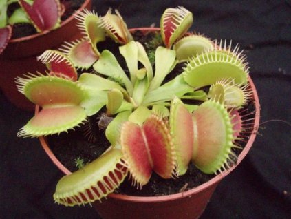 Dionaea muscipula