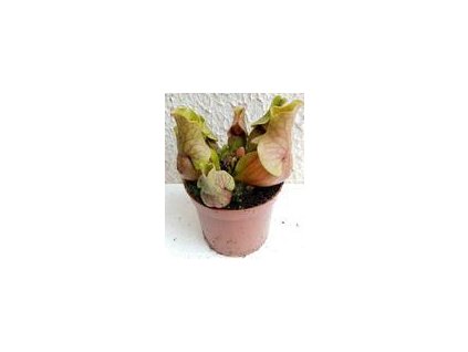 Sarracenia purpurea 'venosa'