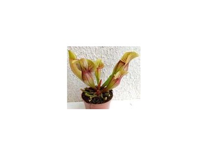 Sarracenia purpurea (hybr.)