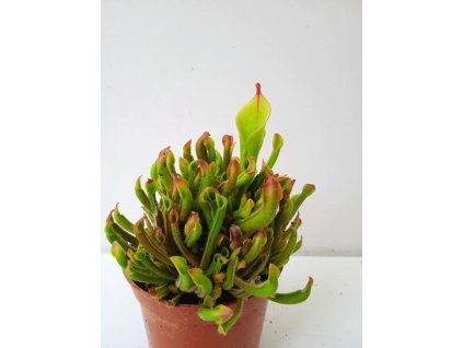 Heliamphora heterodoxa x minor