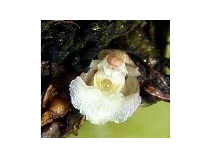 Agrostophyllum planicaule