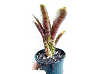 Neoregelia 'Afrodita'