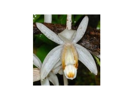 Coelogyne swaniana
