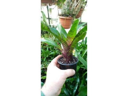 Neoregelia rubrifolia