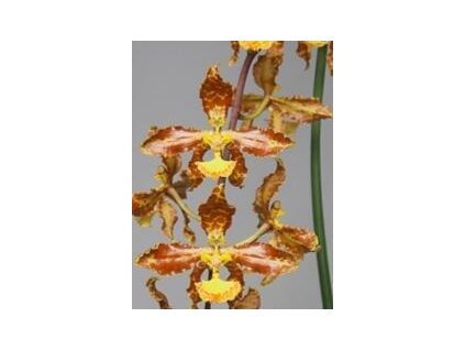 Oncidium stacyi