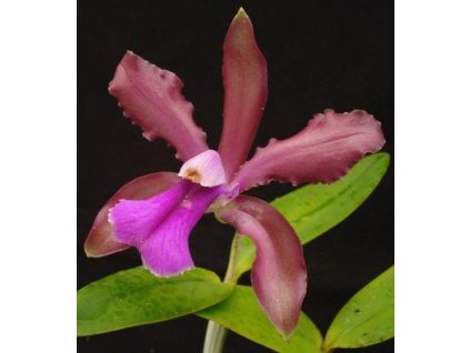 Cattleya bicolor