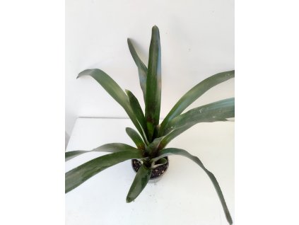 Neoregelia 'Peviento'