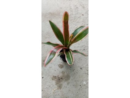 Neoregelia 'Peviento'