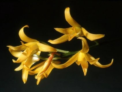 Bifrenaria aureo-fulva