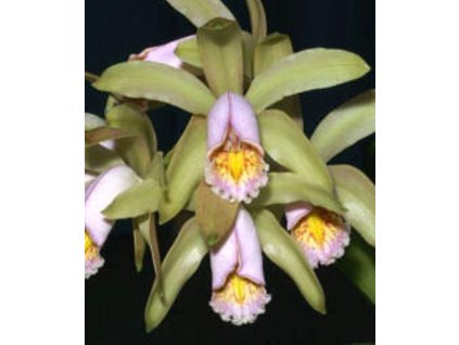 Cattleya forbesii