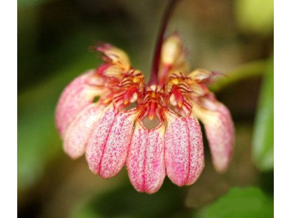 Bulbophyllum auratum