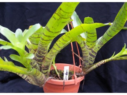 Neoregelia ampullacea