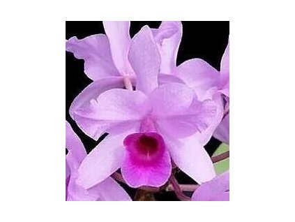Cattleya deckerii