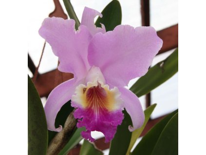 Cattleya trianae