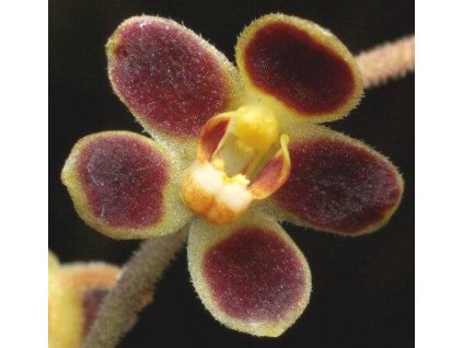 Chiloschista lunifera