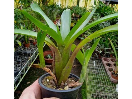 Neoregelia abendrothae typ#2