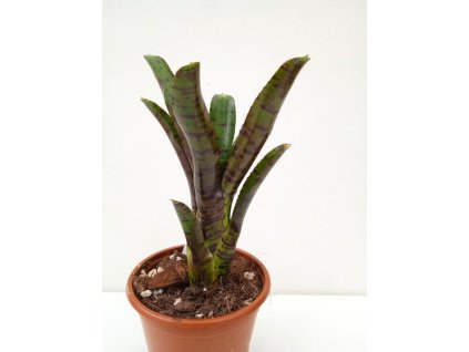 Neoregelia ampullacea var. tigrina