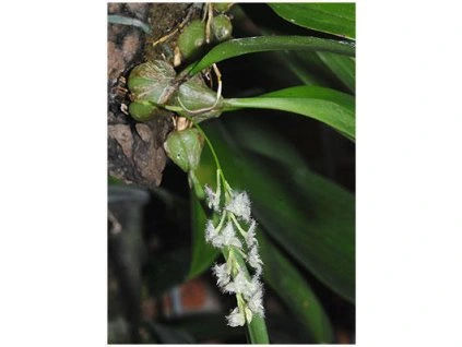 Bulbophyllum lindleyanum