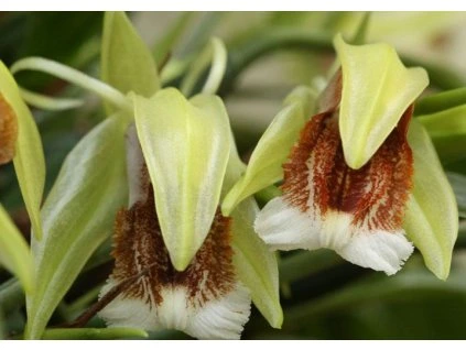 Coelogyne speciosa