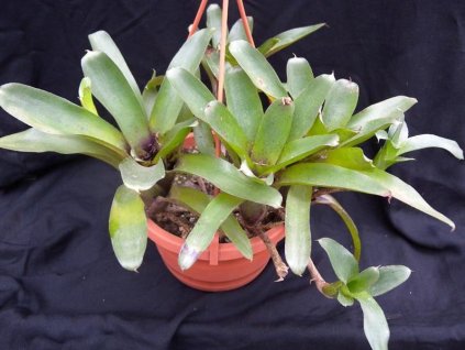 Neoregelia 'Narzis'