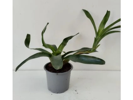 Neoregelia 'Narzis'
