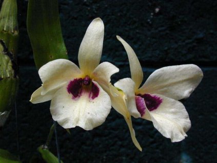 Dendrobium albosanguineum