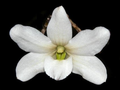 Dendrobium auriculatum