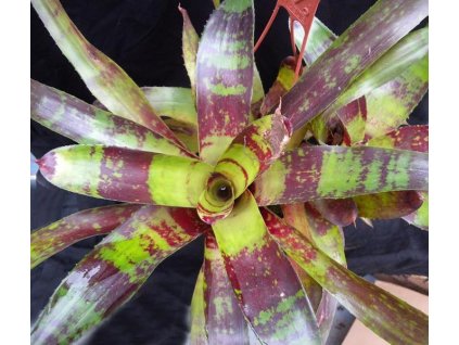 Neoregelia 'Demeter'