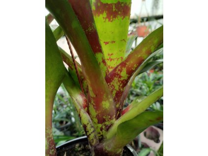 Neoregelia 'Demeter'