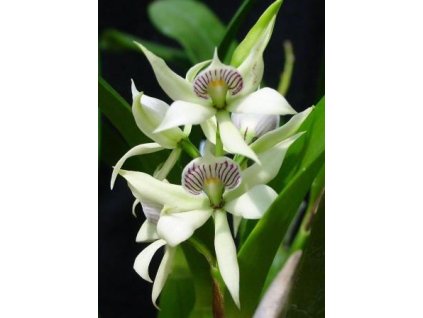 Encyclia fragrans