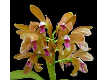 Cattleya porphyroglossa
