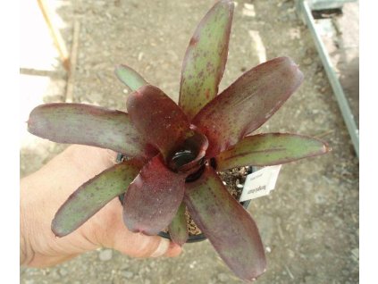 Neoregelia 'Amazon'