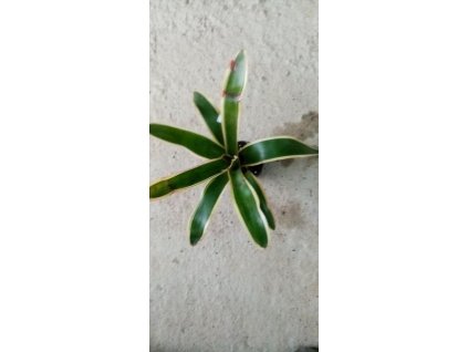 Neoregelia 'Iphigenie'