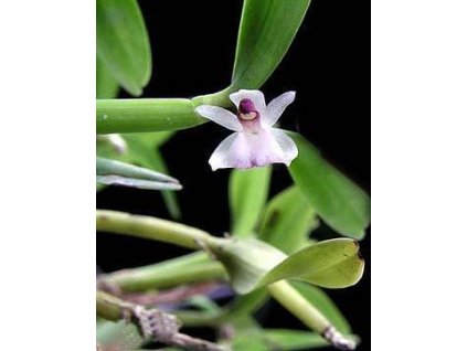 Scaphyglottis  prolifera