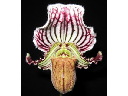 Paphiopedilum fairrieanum