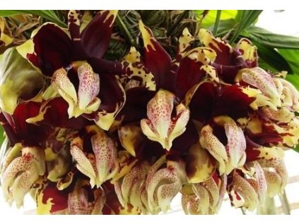 Stanhopea tigrina