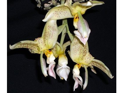 Stanhopea wardii