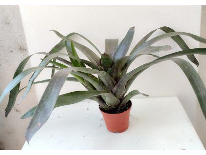 Neoregelia 'Hades' (velká rostlina)
