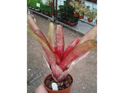 Neoregelia 'Rio Grande'
