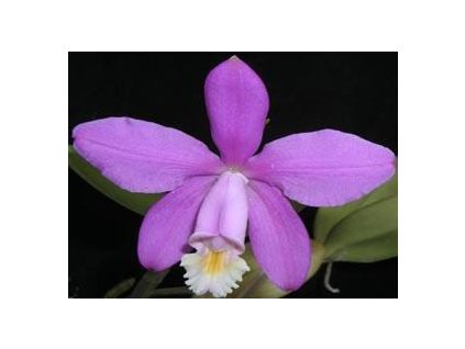 Cattleya loddigesii