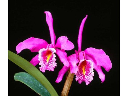 Cattleya maxima