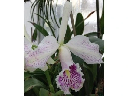 Cattleya maxima v. semi-alba