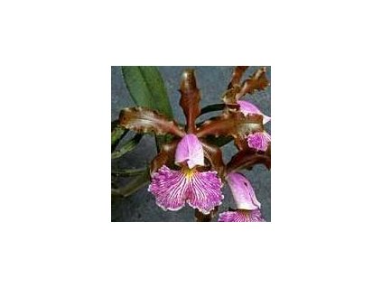 Cattleya schilleriana